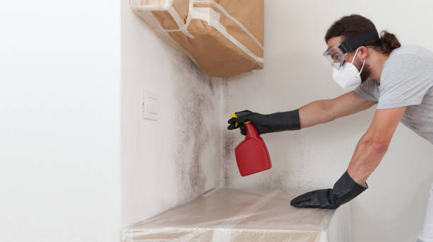 Basement Mold Remediation treatment on basement walls in Altamahaw