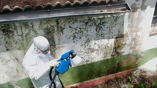 Mold Remediation service in Altamahaw, Altamahaw, NC